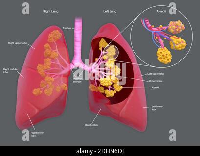 Annotated illustration of human lungs. The lungs transport oxygen into ...