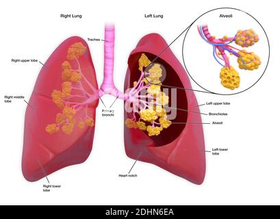 Annotated illustration of human lungs. The lungs transport oxygen into ...