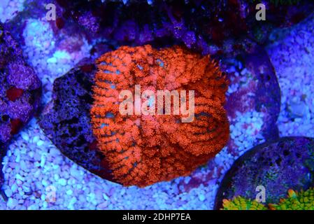 Colorful Rhodactis colony of mushroom soft corals Stock Photo