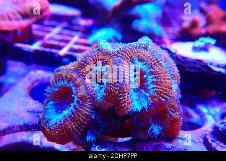 Acanthastrea lordhowensis colorful LPS coral Stock Photo