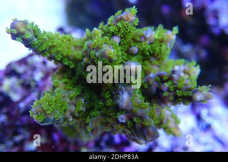 Acropora Microclados species of beautiful stony coral in reef aquarium tank Stock Photo