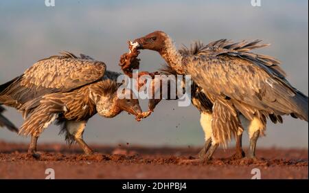 White-backed vulture (Gyps africanus) fighting over food in Zimanga Private Reserve, South Africa. Stock Photo