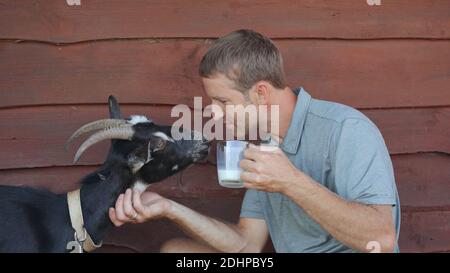 The farmer drinks goat milk from a mug and kisses his beloved goat.