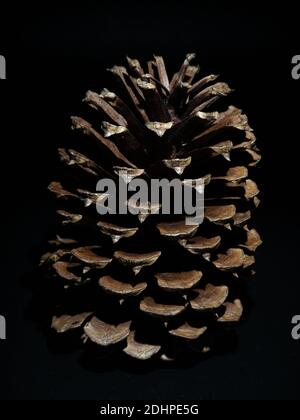 Isolated pine cone on a black background. Highlighted by a single light source. Stock Photo