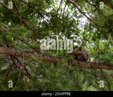Squirrel Perched on Branch of Pine Tree Stock Photo