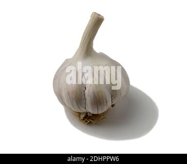 A garlic head isolated on a white background of an object with a shadow. Stock Photo