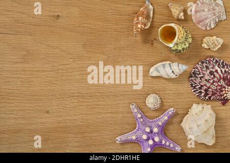 Mollusks on wooden table close up. Seashells on an old wooden table with copy space for text. Stock Photo