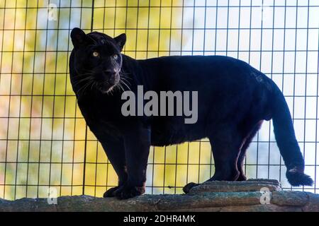 melanistic-male-jaguar-
