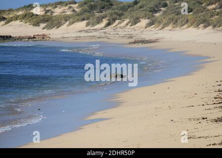 Green Sea Turtles resting on a beach during breeding season in the Ningaloo reef, Western Australia Stock Photo