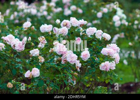 Pink garden shrub roses in bloom. Morden Blush Rose with lightly-scented white flowers with shell pink tones Stock Photo