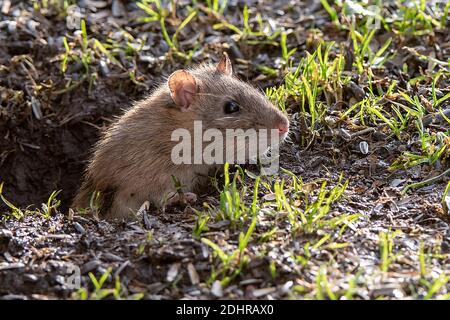 Brown rat (Rattus norwegicus) emerging from it's burrow in south-western Norway. Stock Photo