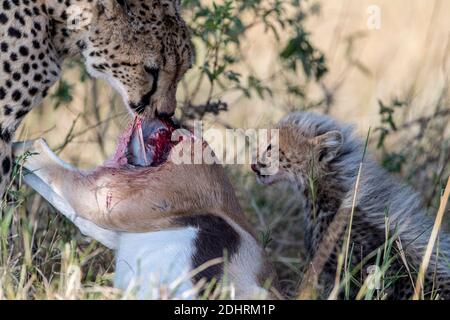 Mother cheetah and her three months old cub feeding on a newly killed thomson gazella. Photo from Maasai Mara, Kenya.