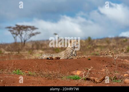 Male cheetah (Acinonyx jubatus) from Zimanga Private Reserve, South Africa. Stock Photo