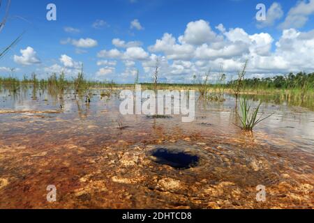 Small spring bringing water to surface in habitat restoration project in Everglades National Park, Florida. Stock Photo