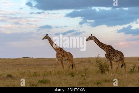 maasai-giraffs-giraffa-camelopardalis-tippelskirchii-on-the-savannah