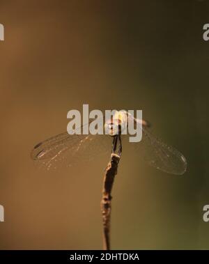 a wandering glider or globe wanderer or globe skimmer (pantala flavescens) is sitting on a branch, countryside of west bengal in india Stock Photo