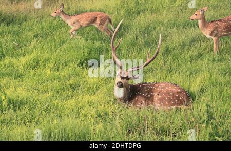 a small herd of chital deer or spotted deer (axis axis) in a meadow, bandipur national park, karnataka, india Stock Photo
