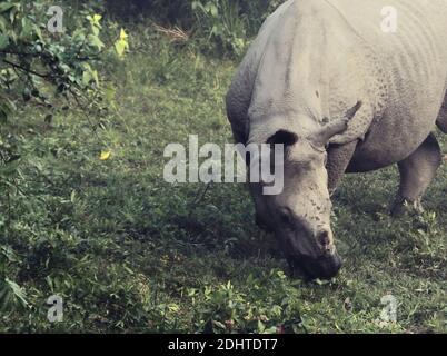 threatened species, one horned indian rhino (rhinoceros unicornis) in kaziranga national park (unesco world heritage site) assam, north east india