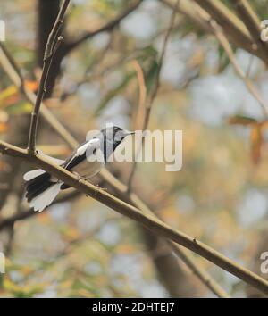 male oriental magpie robin (copsychus saularis) perching on a branch in autumn season, sundarbans, west bengal in india Stock Photo