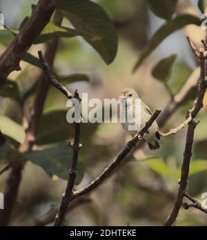 a pale billed flowerpecker or tickell's flowerpecker (dicaeum erythrorhynchos) perching on a branch, countryside of west bengal in india Stock Photo