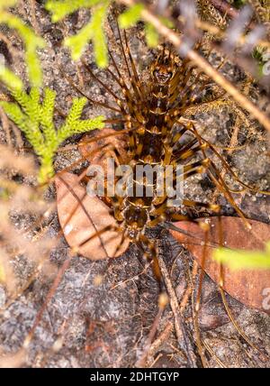 Giant centiped (Scutigera sp.) from Tanjung Puting National Park, Kalimantan, Borneo. Stock Photo