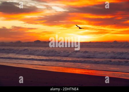 Golden sunset over the sea and silhouette of flying bird, stormy waves, and cloudy sky on background Stock Photo
