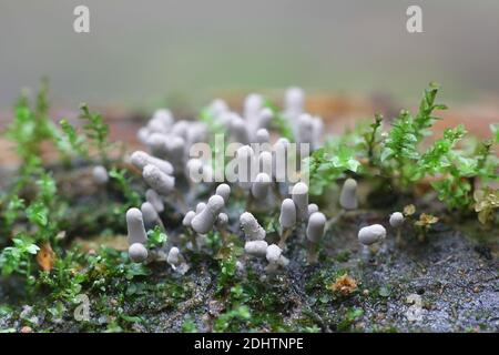 Arcyria cinerea, slime mold of the family Arcyriaceae from Finland with no common english name Stock Photo