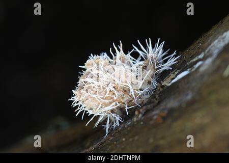 Tilachlidium brachiatum, known as cactus fungus, a sac fungi growing on spruce deadwood Stock Photo