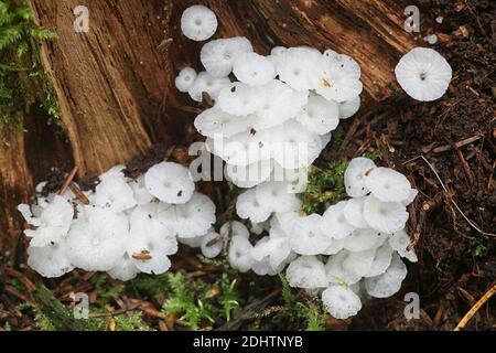 Delicatula integrella, also called Mycena integrella, tiny white mushroom from Finland with no common English name Stock Photo