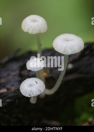 Delicatula integrella, also called Mycena integrella, tiny white mushroom from Finland with no common English name Stock Photo