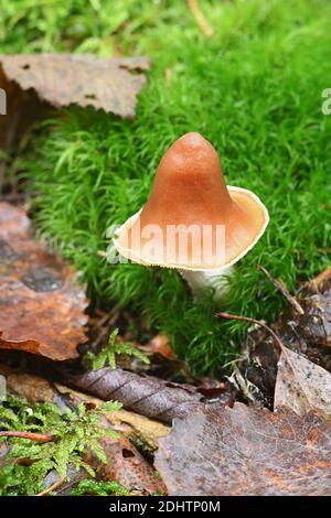 Cortinarius obtusus coll., a webcap from Finland with no common english name Stock Photo