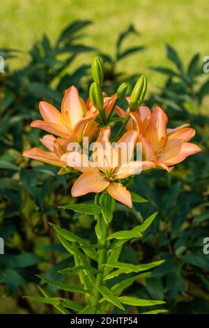 'Elodie' Asiatic Lily, Asiatisk lilja (Lilium spp) Stock Photo