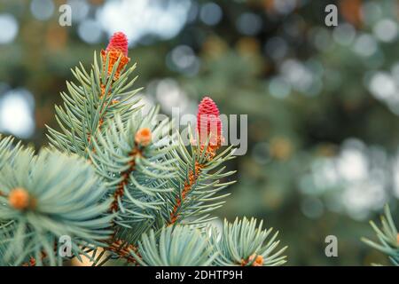 Young male red cones on a branch of green spruce on a natural background close-up Stock Photo