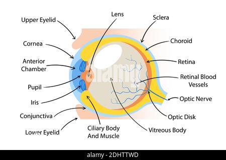 Eye parts with English name vector illustration. Ophthalmologist clinic banner template. Eye structure and function. Medical education basics. Anatomi Stock Vector