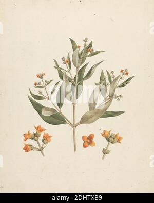 Protea gaguedi J.F. Gmel. (Protea): finished drawing with floral details, Luigi Balugani, 1737–1770, Italian, Formerly James Bruce, 1730–1794, British, undated, Watercolor, gouache, and graphite on medium, slightly textured, cream laid paper, Sheet: 12 5/8 × 9 7/8 inches (32.1 × 25.1 cm Stock Photo