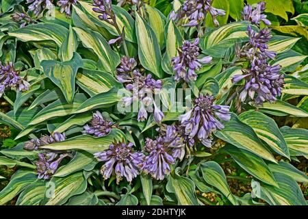 Close up of a flower border with Hosta 'June' flowering Stock Photo