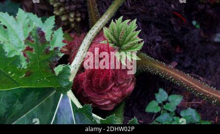 New foliage on gunners manicata showing pink tendrils and growth Stock Photo