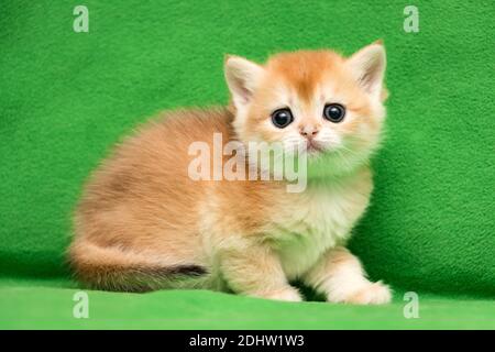 Charming little British kitty color gold chinchilla BRI ny 12 close-up on a green background Stock Photo