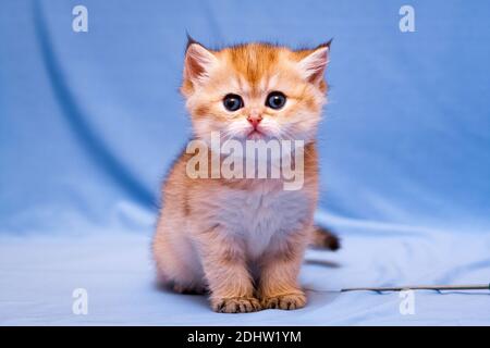 Funny kitten British breed Golden color sits and stares at the camera Stock Photo
