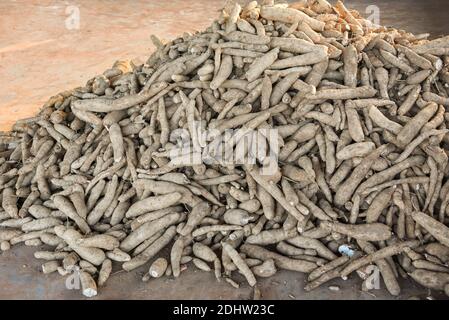 Pile of cassava root agriculture is harvesting tapioca in market from cassava farms. Other name (manihot esculenta, yuca, manioc, mandioca, Brazilian Stock Photo