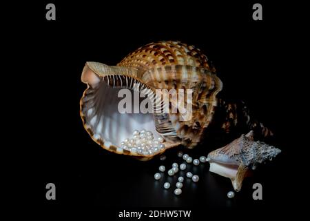 pearl beads lie in a seashell shell, close up photo Stock Photo