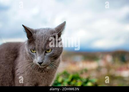 pet animal: portrait of alley cat Stock Photo