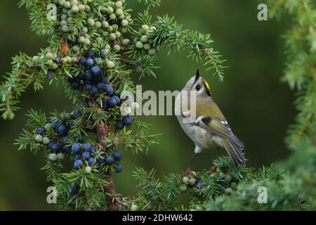 Goldcrest (Regulus regulus) on juniper tree, Europe Stock Photo