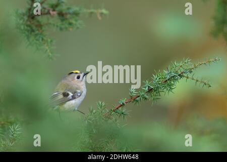 Goldcrest (Regulus regulus) on juniper tree, Europe Stock Photo