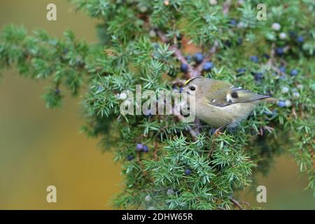 Goldcrest (Regulus regulus) on juniper tree, Europe Stock Photo