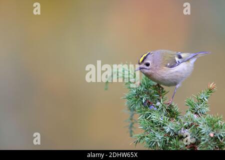 Goldcrest (Regulus regulus) on juniper tree, Europe Stock Photo