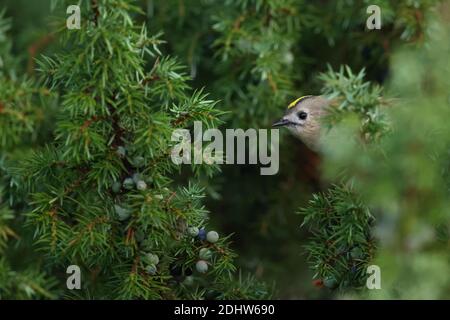 Goldcrest (Regulus regulus) on juniper tree, Europe Stock Photo