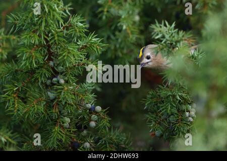 Goldcrest (Regulus regulus) on juniper tree, Europe Stock Photo