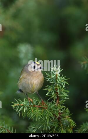 Goldcrest (Regulus regulus) on juniper tree, Europe Stock Photo