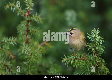 Goldcrest (Regulus regulus) on juniper tree, Europe Stock Photo